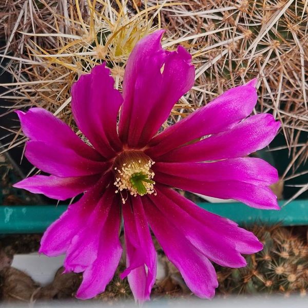 Echinocereus relictus / albispinus